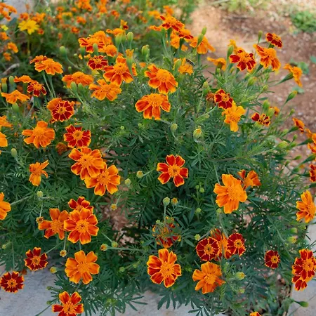 Willa Matanov Dvorac Tisno