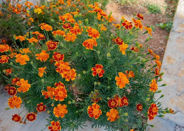 וילה Matanov Dvorac טיסנו